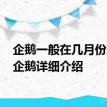 企鹅一般在几月份产卵 企鹅详细介绍