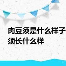 肉豆须是什么样子 肉豆须长什么样