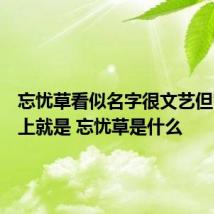 忘忧草看似名字很文艺但它实际上就是 忘忧草是什么