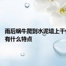 雨后蜗牛爬到水泥墙上干什么 它有什么特点