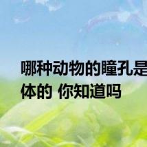 哪种动物的瞳孔是长方体的 你知道吗