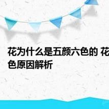 花为什么是五颜六色的 花五颜六色原因解析