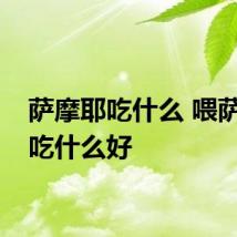 萨摩耶吃什么 喂萨摩耶吃什么好