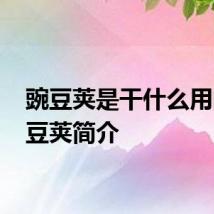 豌豆荚是干什么用的 豌豆荚简介