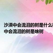 沙漠中会流泪的树是什么树 沙漠中会流泪的树是啥树