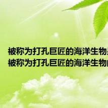 被称为打孔巨匠的海洋生物是什么 被称为打孔巨匠的海洋生物的简介