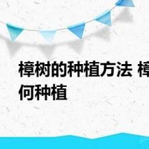 樟树的种植方法 樟树如何种植