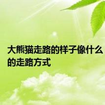 大熊猫走路的样子像什么 大熊猫的走路方式