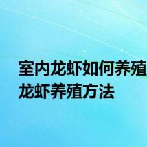 室内龙虾如何养殖 室内龙虾养殖方法