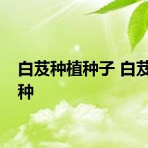 白芨种植种子 白芨怎么种