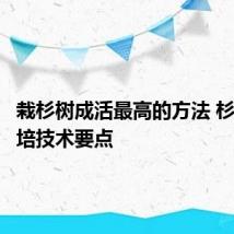 栽杉树成活最高的方法 杉树的栽培技术要点