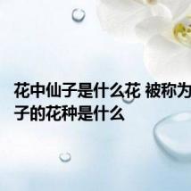 花中仙子是什么花 被称为花中仙子的花种是什么