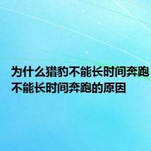 为什么猎豹不能长时间奔跑？ 猎豹不能长时间奔跑的原因