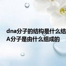 dna分子的结构是什么结构 DNA分子是由什么组成的