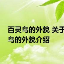 百灵鸟的外貌 关于百灵鸟的外貌介绍