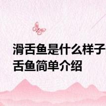 滑舌鱼是什么样子的 滑舌鱼简单介绍