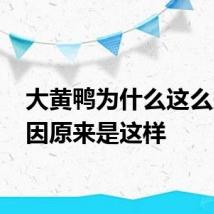 大黄鸭为什么这么火 原因原来是这样