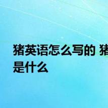 猪英语怎么写的 猪英语是什么