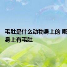 毛肚是什么动物身上的 哪种动物身上有毛肚