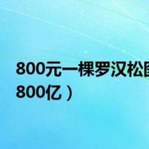 800元一棵罗汉松图片（800亿）