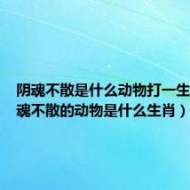 阴魂不散是什么动物打一生肖（阴魂不散的动物是什么生肖）