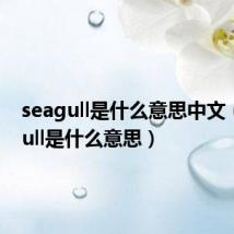 seagull是什么意思中文（seagull是什么意思）