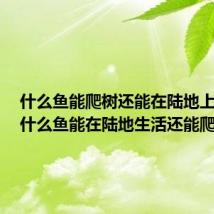 什么鱼能爬树还能在陆地上生活（什么鱼能在陆地生活还能爬树）