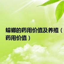 蟑螂的药用价值及养殖（蟑螂的药用价值）