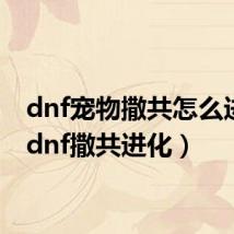 dnf宠物撒共怎么进化（dnf撒共进化）