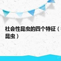 社会性昆虫的四个特征（社会性昆虫）