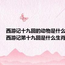 西游记十九回的动物是什么生肖（西游记第十九回是什么生肖）