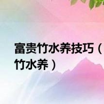 富贵竹水养技巧（富贵竹水养）