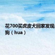 花700买虎皮犬回家发现是染色狗（hua）