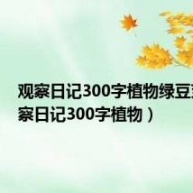 观察日记300字植物绿豆芽（观察日记300字植物）