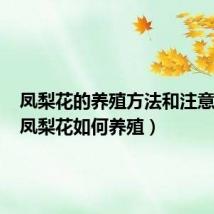 凤梨花的养殖方法和注意事项（凤梨花如何养殖）