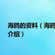 海鸥的资料（海鸥详细介绍）