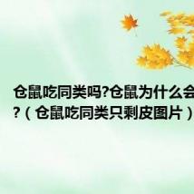 仓鼠吃同类吗?仓鼠为什么会吃同类?（仓鼠吃同类只剩皮图片）