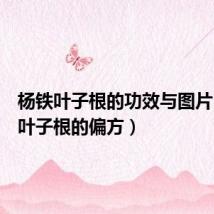 杨铁叶子根的功效与图片（杨铁叶子根的偏方）