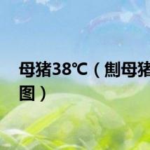 母猪38℃（劁母猪位置图）