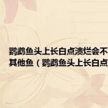 鹦鹉鱼头上长白点溃烂会不会传染其他鱼（鹦鹉鱼头上长白点溃烂）