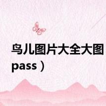 鸟儿图片大全大图（netpass）