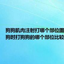 狗狗肌肉注射打哪个部位图解（训狗时打狗狗的哪个部位比较适合）