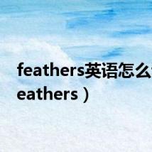 feathers英语怎么读（feathers）