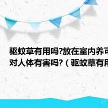 驱蚊草有用吗?放在室内养可以吗?对人体有害吗?（驱蚊草有用吗）