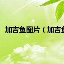 加吉鱼图片（加吉鱼）