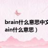 brain什么意思中文（brain什么意思）