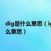 dig是什么意思（ig是什么意思）