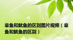 章鱼和鱿鱼的区别图片视频（章鱼和鱿鱼的区别）