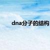 dna分子的结构