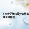 dna分子结构是什么样的（dna分子结构是）